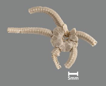 Media type: image;   Invertebrate Zoology OPH-385 Aspect: dorsal